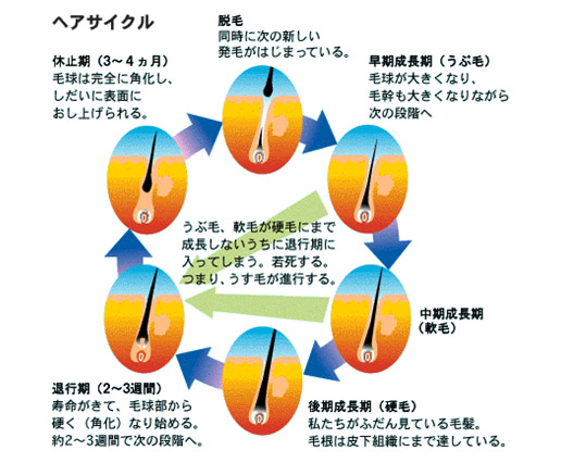 ヘアサイクル