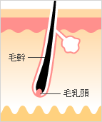 成長期